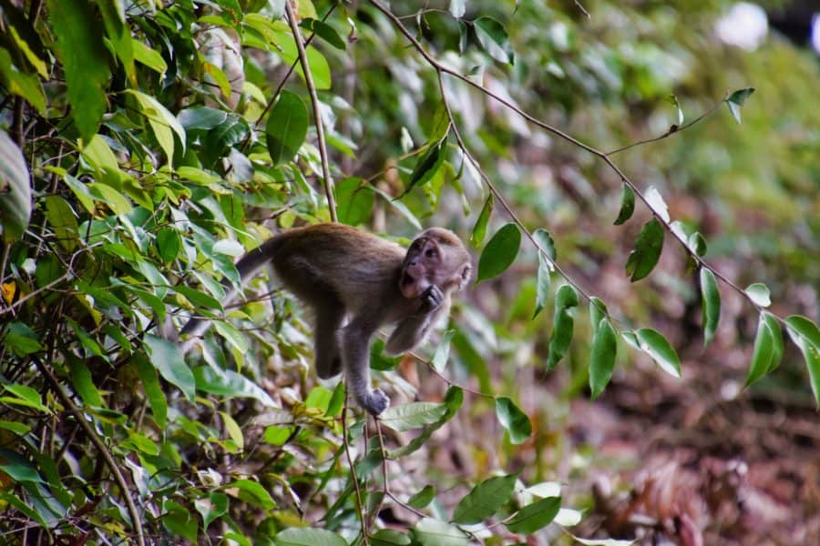 Singapore - Macritchie Reservoir monkey