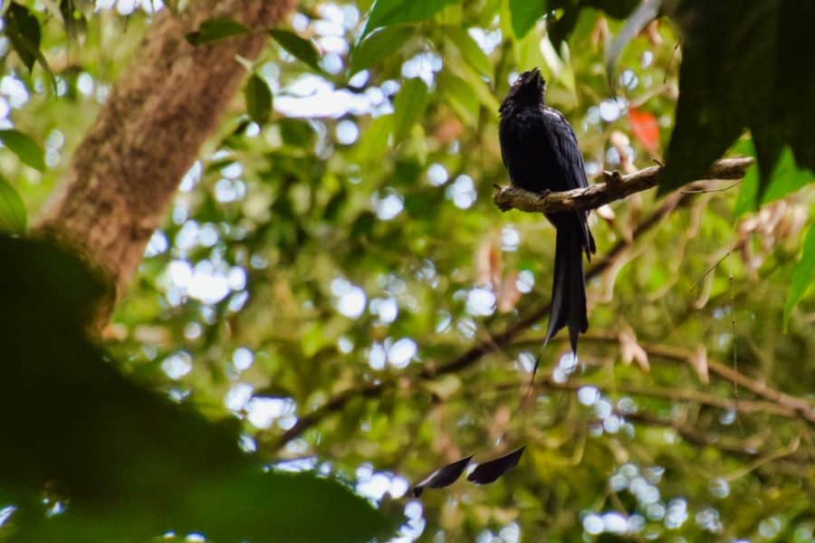 Singapore - Macritchie Reservoir - Racket-Tailed Drongo