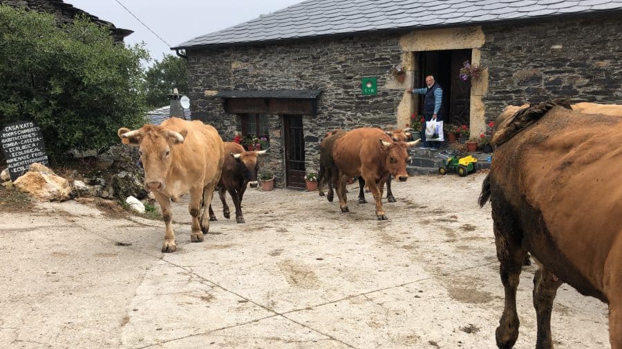Galicia village cows