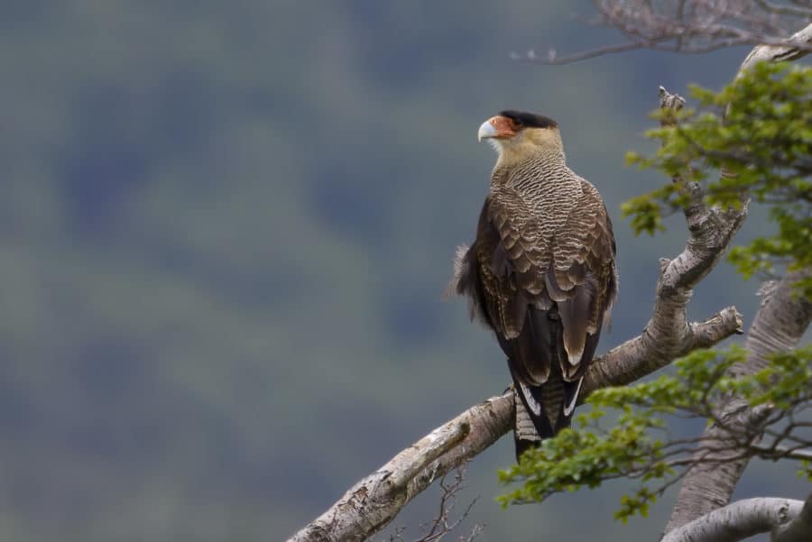 Birding in Ushuaia Argentina - Southern Crested Caracara