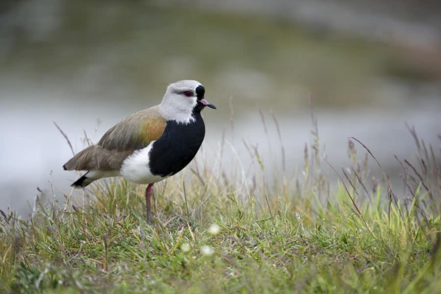 Birding in Ushuaia Argentina - Southern Lapwing