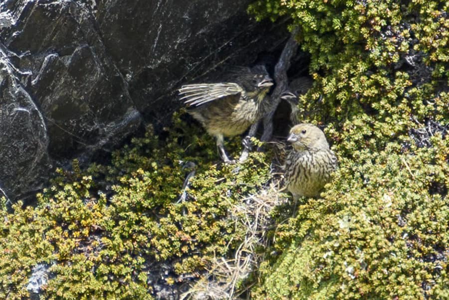 Birding in Ushuaia Argentina - Yellow-bridled Finch