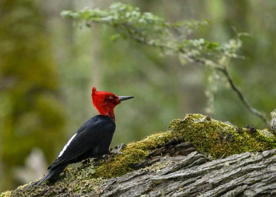 Birding in Ushuaia Argentina - Male Magellanic Woodpecker