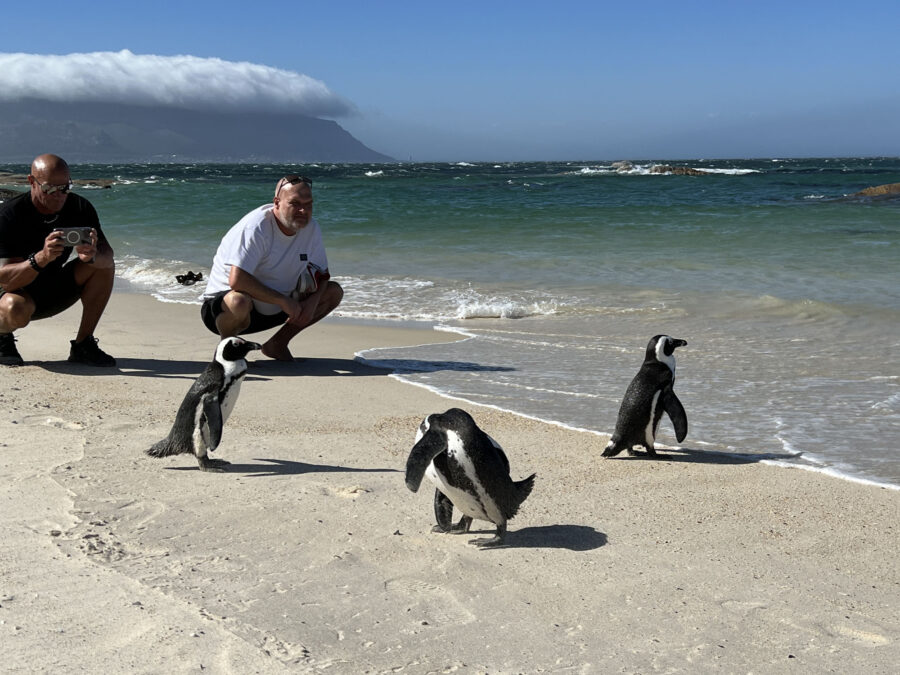 Cape Town, Simonstown, Penguins at Seaforth Beach