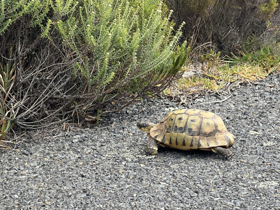 tortoise, table mountain national park, cape town, south africa